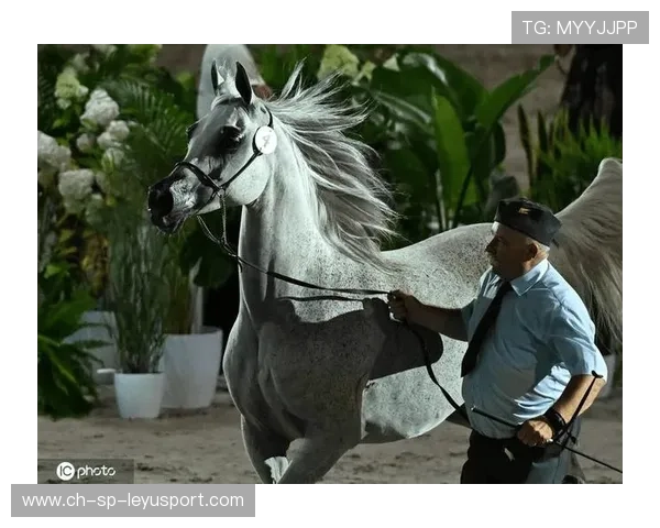 伊朗马术协会建立马匹基因数据库，促进马匹选育与训练。，伊朗masaf